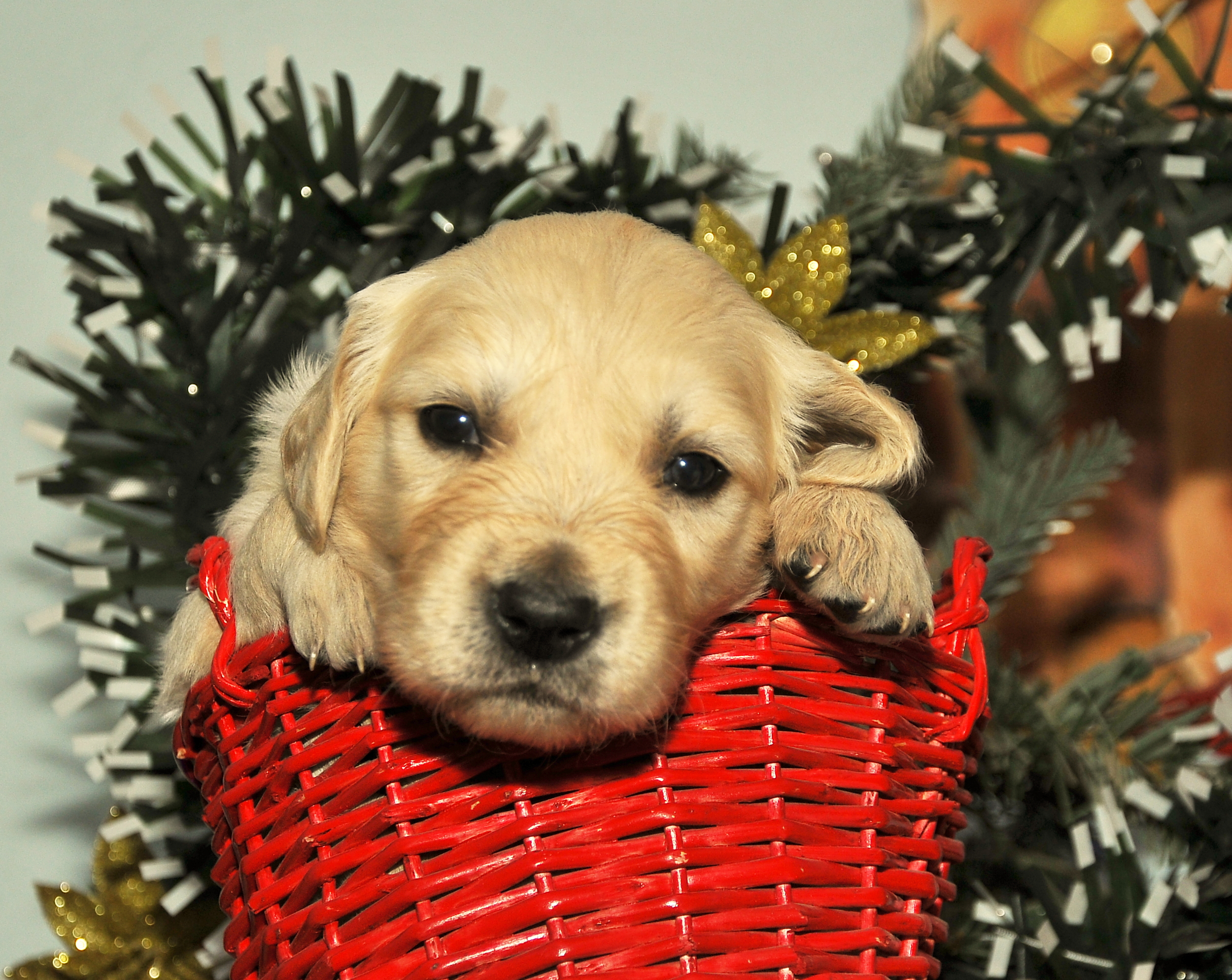 First photo of Luna, a cute Golden Retriever puppy.
